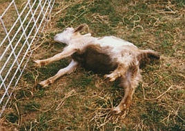 t_fainting-goat.jpg